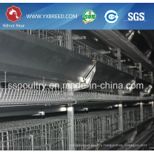 Automatic Poultry Cage for Chicken Feeding